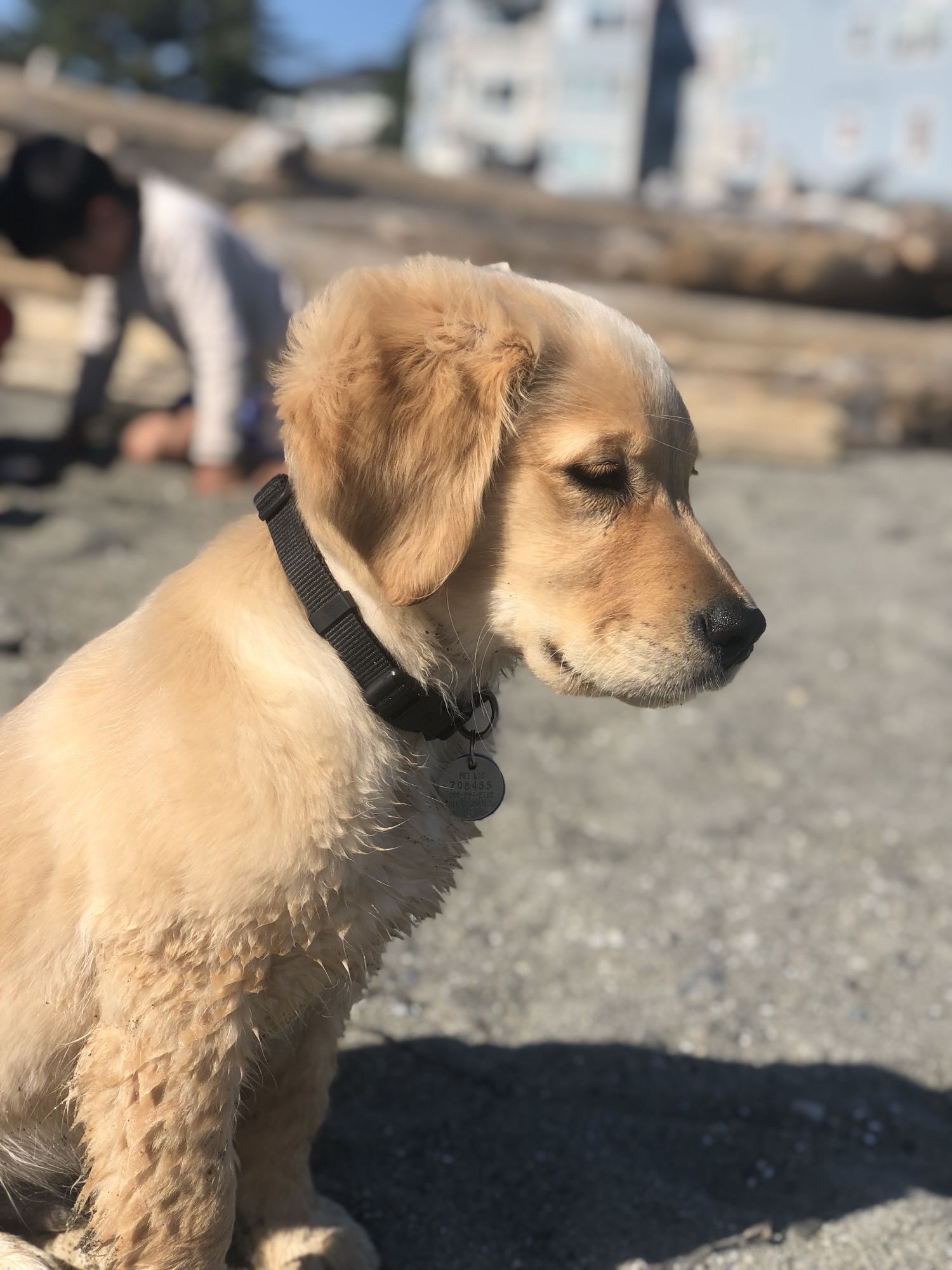 Happy New Year! Sharing my current favorite green smoothie, my favorite socks – super warm and super stay put, and why your pet would make the best influencer 🤣